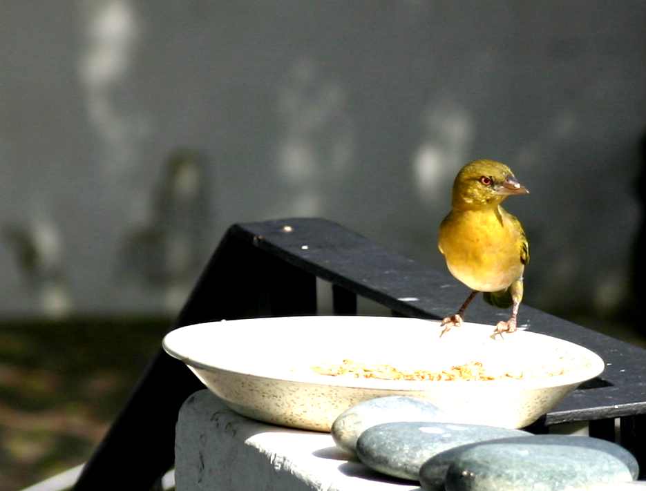 weaver feeding
